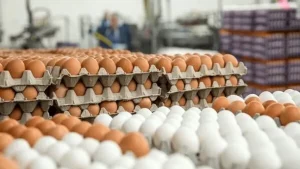 چرایی کاهش قیمت تخم مرغ/بازگشت آرامش به بازار با سامانه «نوی‌پو» و نهادهای دولتی ‌