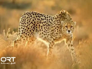 محیط زیست خراسان جنوبی؛ احیای تالاب و حفاظت از یوز