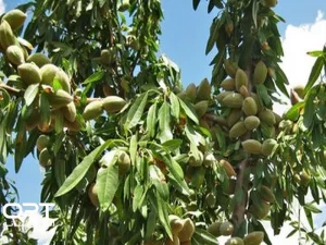 بادام آذربایجانشرقی؛ تولید ۱۴ هزار تن در ۱۴۰۵